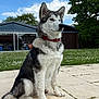 dog, husky, sitting, outdoor, patio, grass, flowers, trees, collar, fur, canine, pet, nature, clouds, sky, garden, animal, side_view, red_collar, daylight