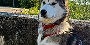 Athena a rejoint le concours — aidez-le/la à gagner de superbes lots ! dog, husky, canine, pet, animal, outdoor, sunlight, red_harness, stone_wall, nature, trees, blue_sky, fur, portrait, sitting, leash, daylight, quiet, calm, side_view