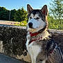 dog, husky, canine, pet, animal, outdoor, sunlight, red_harness, stone_wall, nature, trees, blue_sky, fur, portrait, sitting, leash, daylight, quiet, calm, side_view