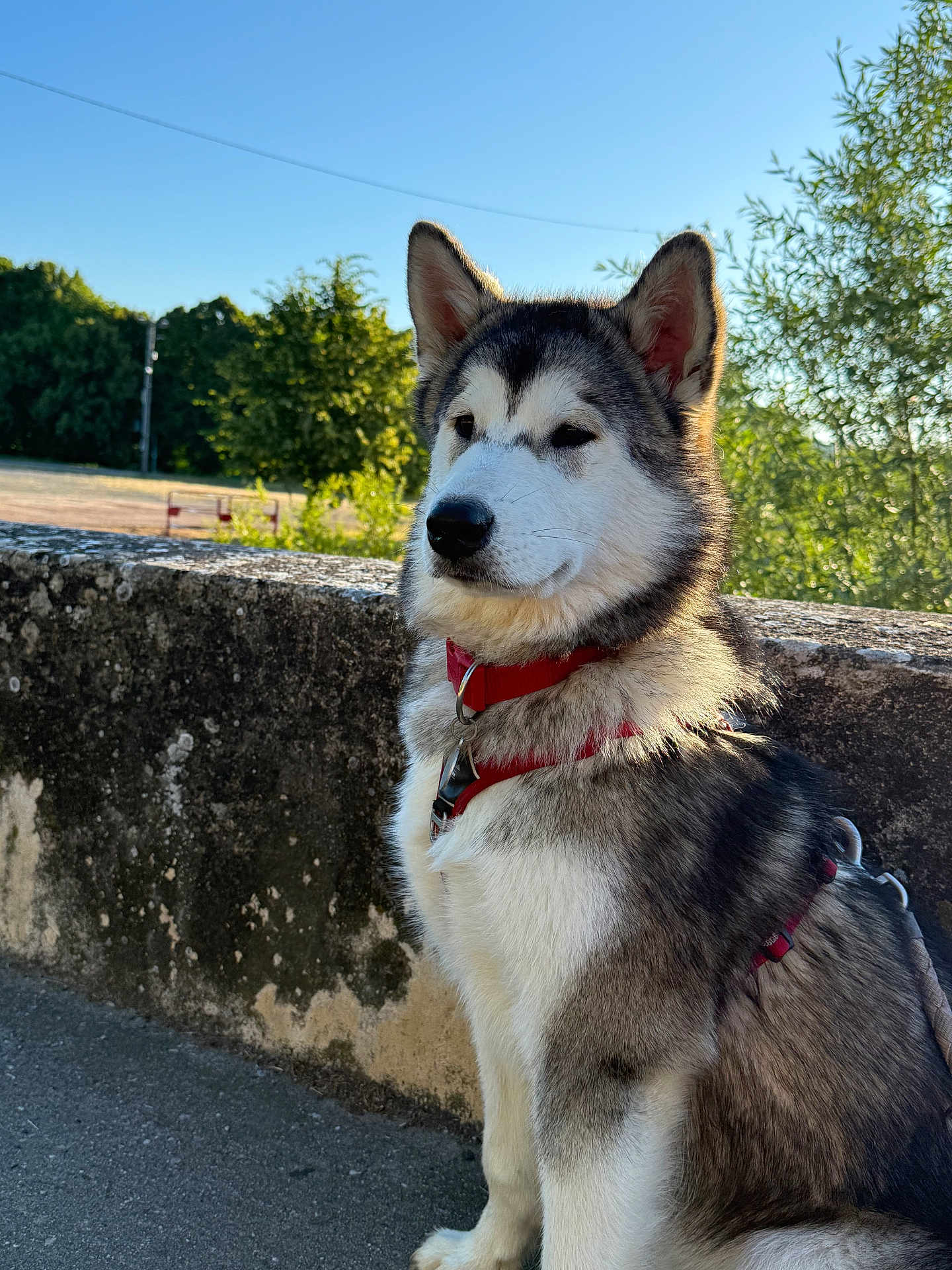 Athena a rejoint le concours — aidez-le/la à gagner de superbes lots ! dog, husky, canine, pet, animal, outdoor, sunlight, red_harness, stone_wall, nature, trees, blue_sky, fur, portrait, sitting, leash, daylight, quiet, calm, side_view