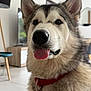 Athena participe au concours pour gagner de l'argent avec cette photo : dog, alaskan_malamute, tongue, red_collar, pet, indoor, living_room, furniture, lamp, floor, snout, fur, ears, closeup, canine, household, domestic_animal, cute, portrait, animal