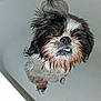 dog, wet, bathtub, pet, scruffy, black_and_white, fur, teeth, looking_up, bath_time, small_dog, canine, indoors, funny_expression, animal, paw, face, cute, pet_care, water