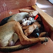 Pastis a rejoint le concours — aidez-le/la à gagner de superbes lots ! animal, black, brown, collar, couch, cozy, dog, fur, furniture, home, indoor, patterned, paws, pet, plush_toy, relaxed, resting, sleeping, snout, toy