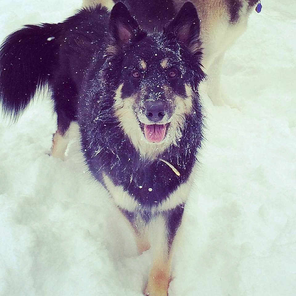 Nala is registered to the contest to win money with this photo: