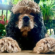 Snickers is registered to the contest to win money with this photo: dog, puppy, fluffy, curly_fur, brown_fur, black_fur, large_paws, nose, portrait, close_up, staring, cute, funny, outdoor, plants, greenery, natural_light, table, animal, pet