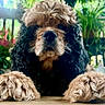 dog, puppy, fluffy, curly_fur, brown_fur, black_fur, large_paws, nose, portrait, close_up, staring, cute, funny, outdoor, plants, greenery, natural_light, table, animal, pet