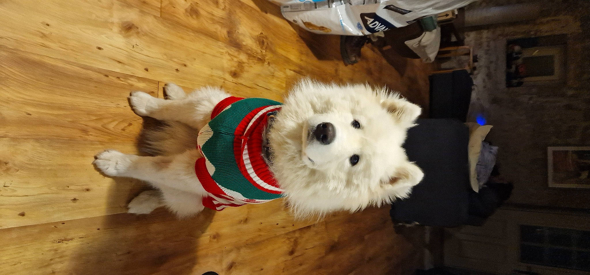 Uki a rejoint le concours — aidez-le/la à gagner de superbes lots ! canidae, carnivore, companion_dog, dog, dog_breed, dog_clothes, dog_supply, flooring, fur, hardwood, paw, small_terrier, snout, sporting_group, tail, terrier, toy, toy_dog, wood, working_animal