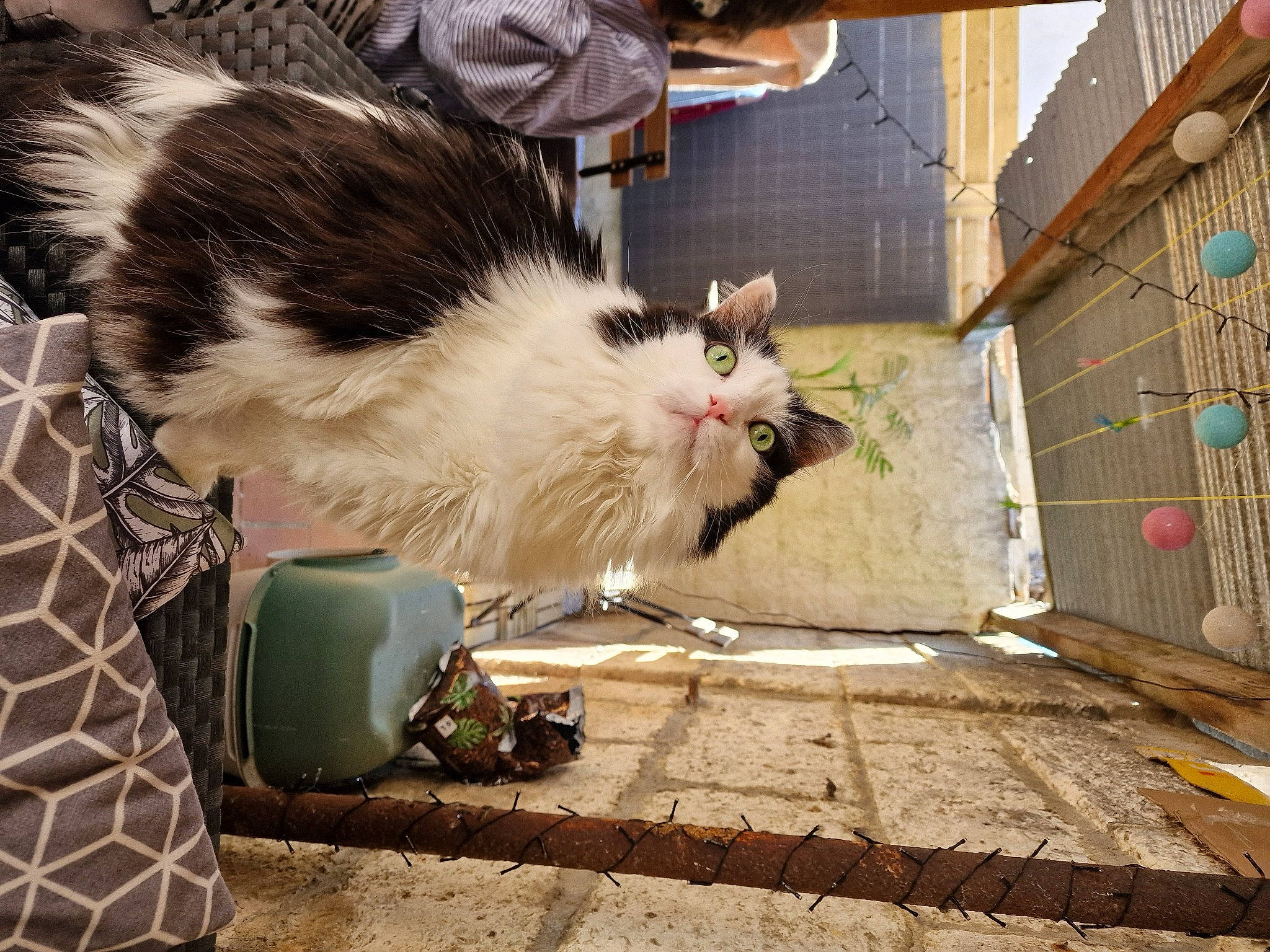 Loki a rejoint le concours — aidez-le/la à gagner de superbes lots ! carnivore, cat, claw, domestic_short_haired_cat, felidae, flooring, fur, metal, paw, road_surface, sitting, small_to_medium_sized_cats, snout, street, tail, whiskers, wood