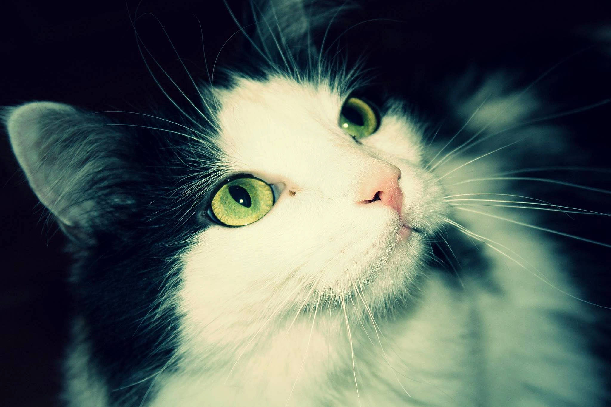 Loki participe au concours pour gagner de l'argent avec cette photo : carnivore, cat, close_up, domestic_short_haired_cat, electric_blue, eye, felidae, fur, grass, iris, small_to_medium_sized_cats, snout, terrestrial_animal, whiskers, window