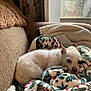 dog, white_dog, blanket, couch, indoor, cozy, pet, small_dog, fur, face, window, home, resting, sleepy, comfort, textile, holiday_pattern, relaxation, domestic_animal, fur_texture