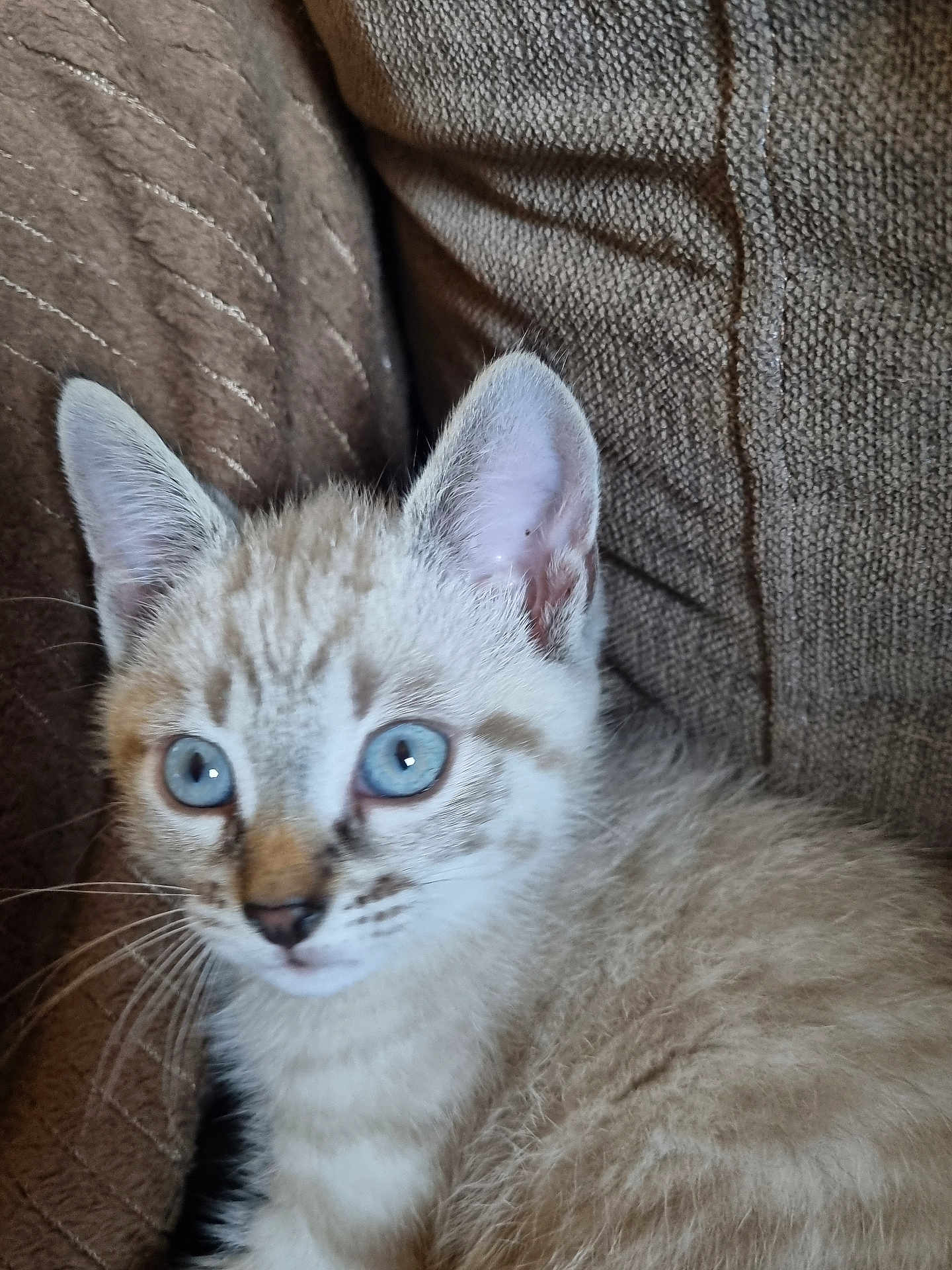 Alvin