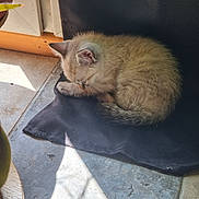 Alvin a rejoint le concours — aidez-le/la à gagner de superbes lots ! kitten, cat, sleeping, sunlight, indoor, floor, tile, door, pet, animal, cozy, fur, small, resting, cute, domestic, mammal, shadow, mat, quiet