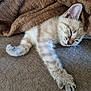 Alvin participe au concours pour gagner de l'argent avec cette photo : kitten, sleeping, cat, pet, cozy, blanket, couch, fur, resting, relaxation, indoor, cute, animal, whiskers, paw, nap, soft, feline, young, domestic