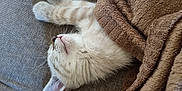 Alvin participe au concours pour gagner de l'argent avec cette photo : kitten, cat, sleeping, blanket, couch, fur, cozy, resting, indoor, pet, whiskers, paws, cute, soft, relaxation, animal, comfort, nap, feline, domestic