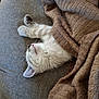 kitten, cat, sleeping, blanket, couch, fur, cozy, resting, indoor, pet, whiskers, paws, cute, soft, relaxation, animal, comfort, nap, feline, domestic
