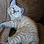 Alvin participe au concours pour gagner de l'argent avec cette photo : kitten, cat, blue_eyes, furry, striped, pet, cute, indoor, couch, relaxed, young, whiskers, tail, fur, animal, mammal, domestic, resting, playful, cozy
