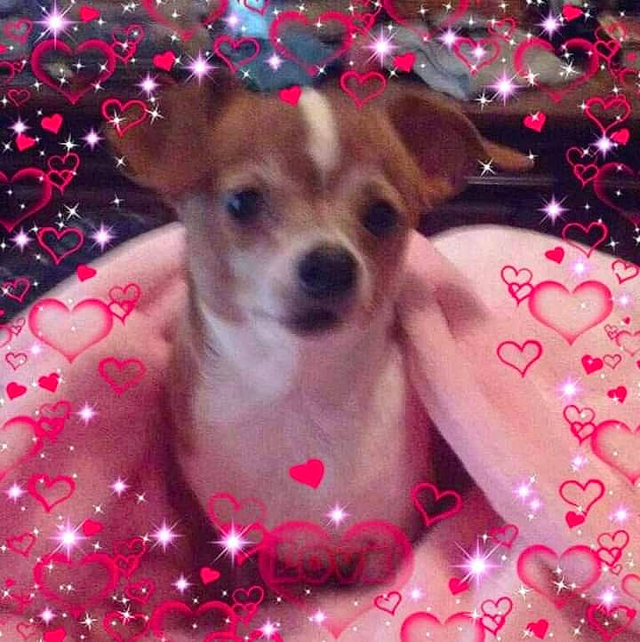 Cabella joined the competition — help win amazing prizes! carnivore, christmas_decoration, christmas_ornament, collar, companion_dog, dog, dog_breed, dog_supply, event, fawn, happy, holiday, light, magenta, pattern, pet_supply, pink, snout, toy_dog, whiskers