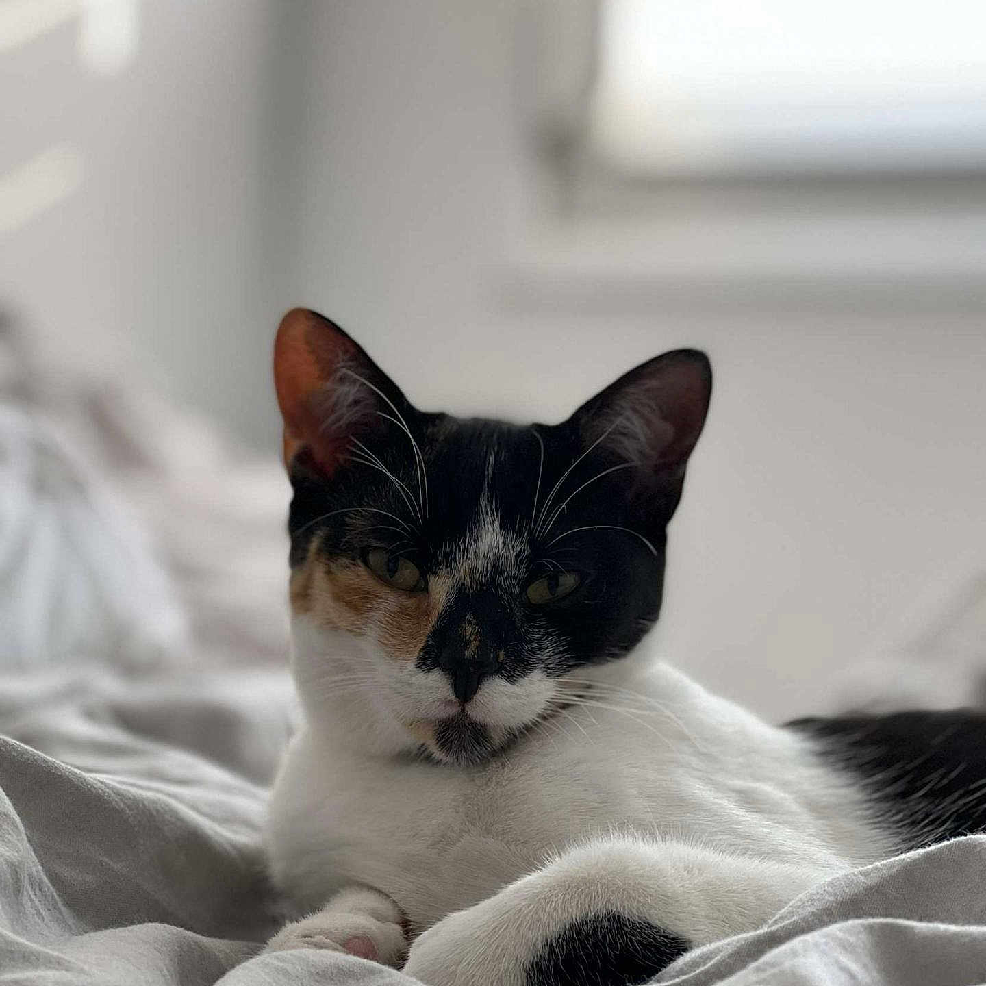 Clochette a rejoint le concours — aidez-le/la à gagner de superbes lots ! animal, bed, blanket, calico, cat, comfortable, cozy, cute, domestic, fur, indoor, light, mammal, pet, relaxed, resting, sleepy, soft, whiskers, window