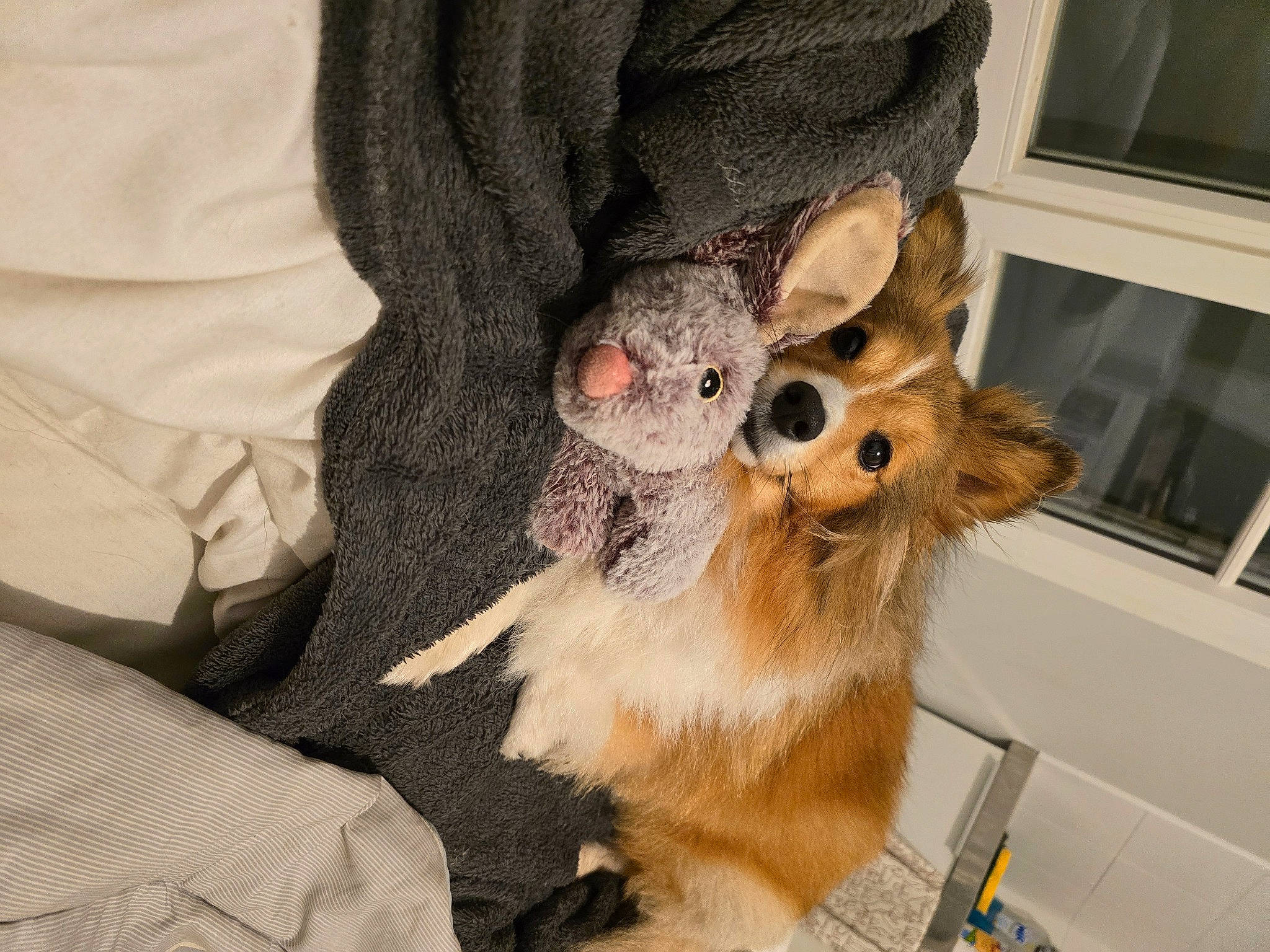 Aurore participe au concours pour gagner de l'argent avec cette photo : canidae, carnivore, companion_dog, dog, dog_breed, eyewear, fawn, felidae, fur, goggles, hat, paw, small_to_medium_sized_cats, snout, sporting_group, sunglasses, tail, toy_dog, whiskers, working_animal