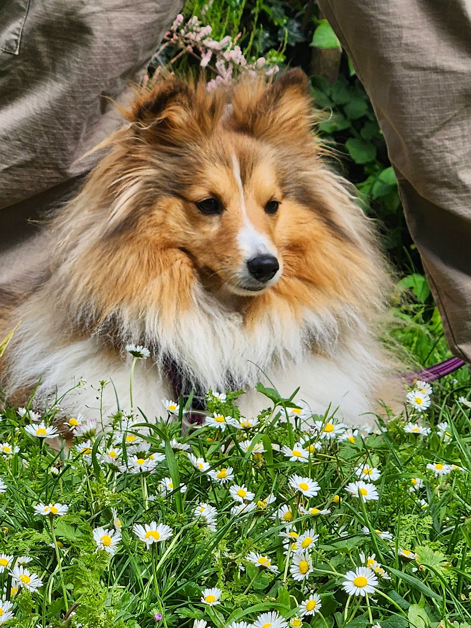 Aurore a rejoint le concours — aidez-le/la à gagner de superbes lots ! camomile, canidae, carnivore, collie, companion_dog, dog, dog_breed, fawn, flower, fur, german_spitz_mittel, grass, green, happy, petal, plant, rough_collie, snout, sporting_group, whiskers