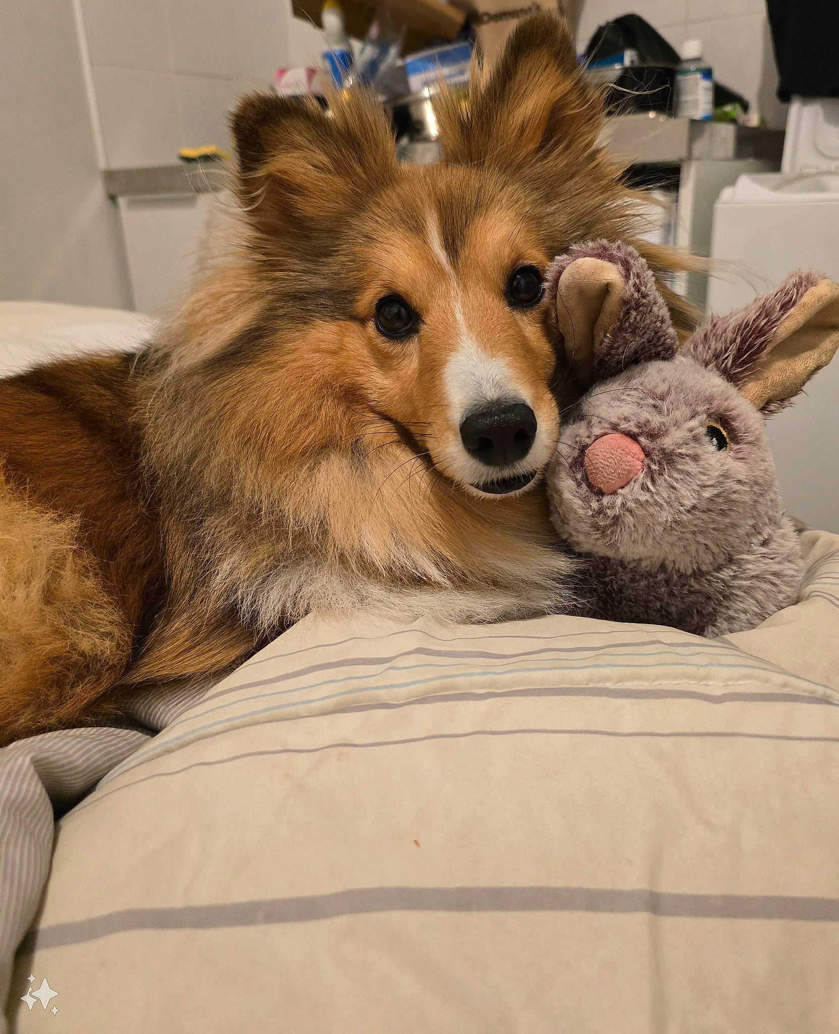 Aurore a rejoint le concours — aidez-le/la à gagner de superbes lots ! canidae, carnivore, collie, companion_dog, dog, dog_breed, ear, fawn, felidae, fur, rough_collie, scotch_collie, snout, spitz, sporting_group, terrestrial_animal, toy, whiskers, wildlife, working_animal