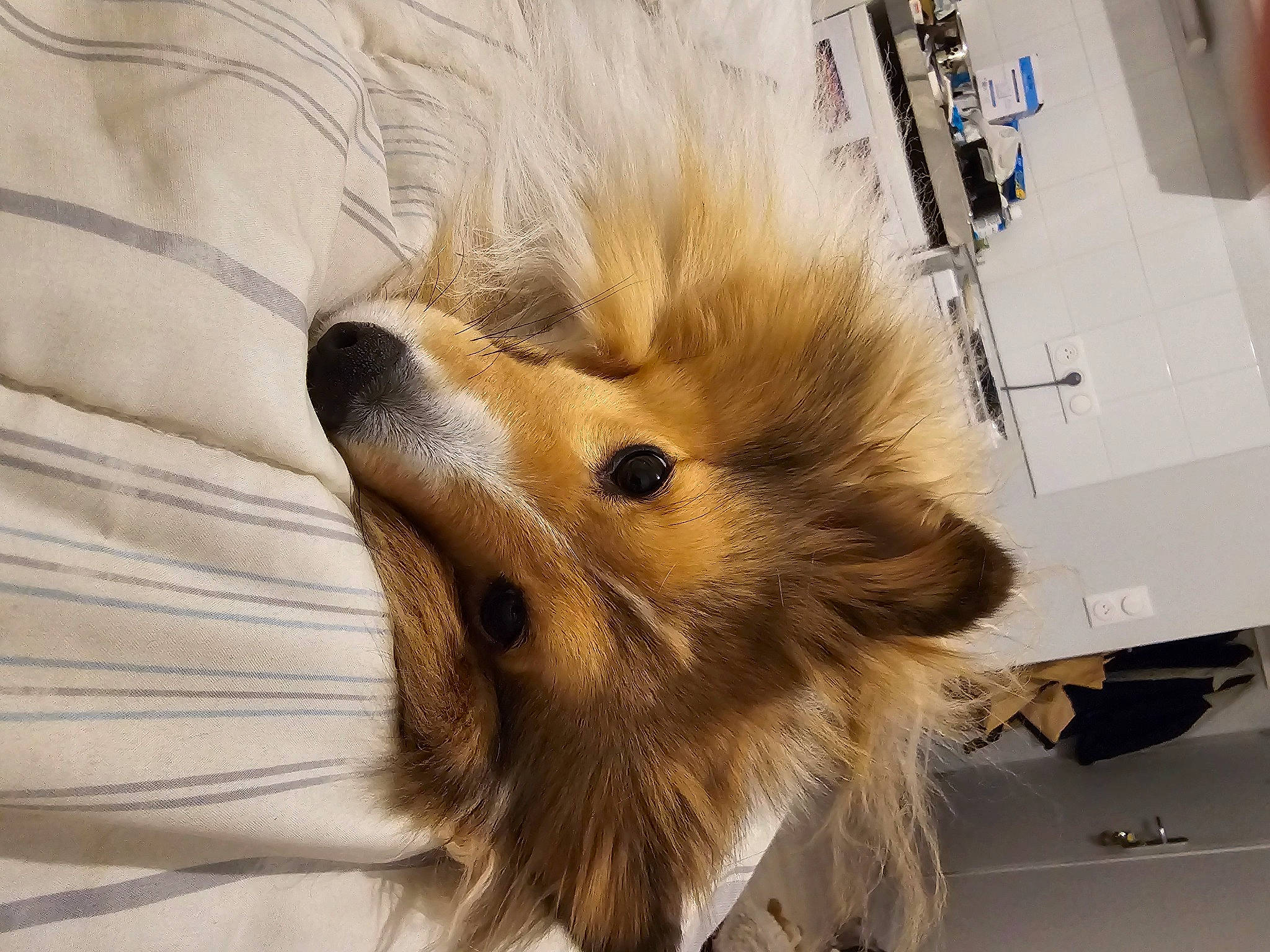 Aurore participe au concours pour gagner de l'argent avec cette photo : canidae, carnivore, companion_dog, dog, dog_breed, fawn, felidae, flooring, fur, german_spitz, german_spitz_mittel, pomeranian, snout, spitz, sporting_group, toy_dog, volpino_italiano, whiskers, wood, working_animal