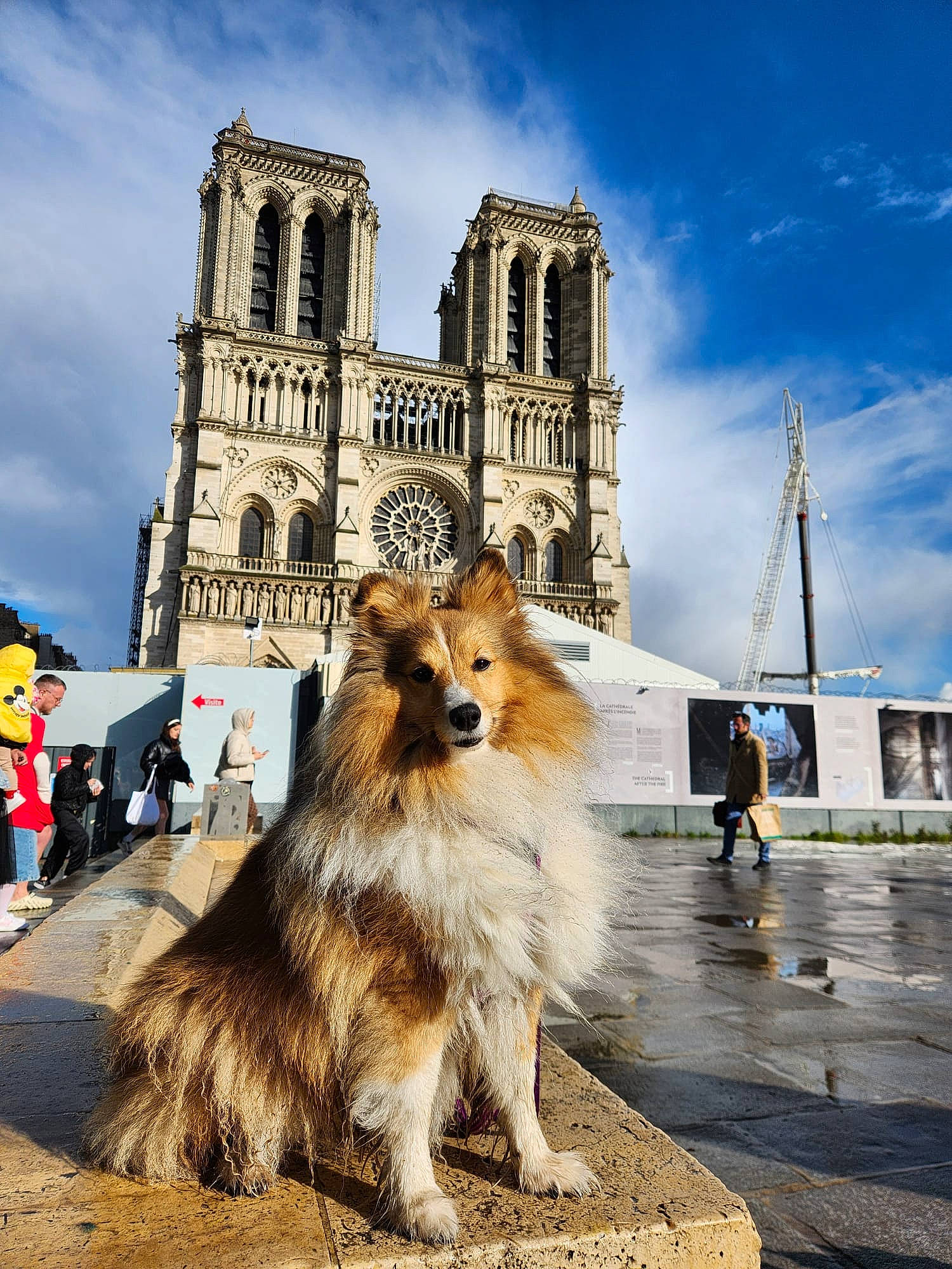 Aurore a rejoint le concours — aidez-le/la à gagner de superbes lots ! building, canidae, carnivore, city, cloud, collie, companion_dog, dog, dog_breed, fur, herding_dog, plant, shetland_sheepdog, sky, sporting_group, street, street_light, tourism, tower, travel