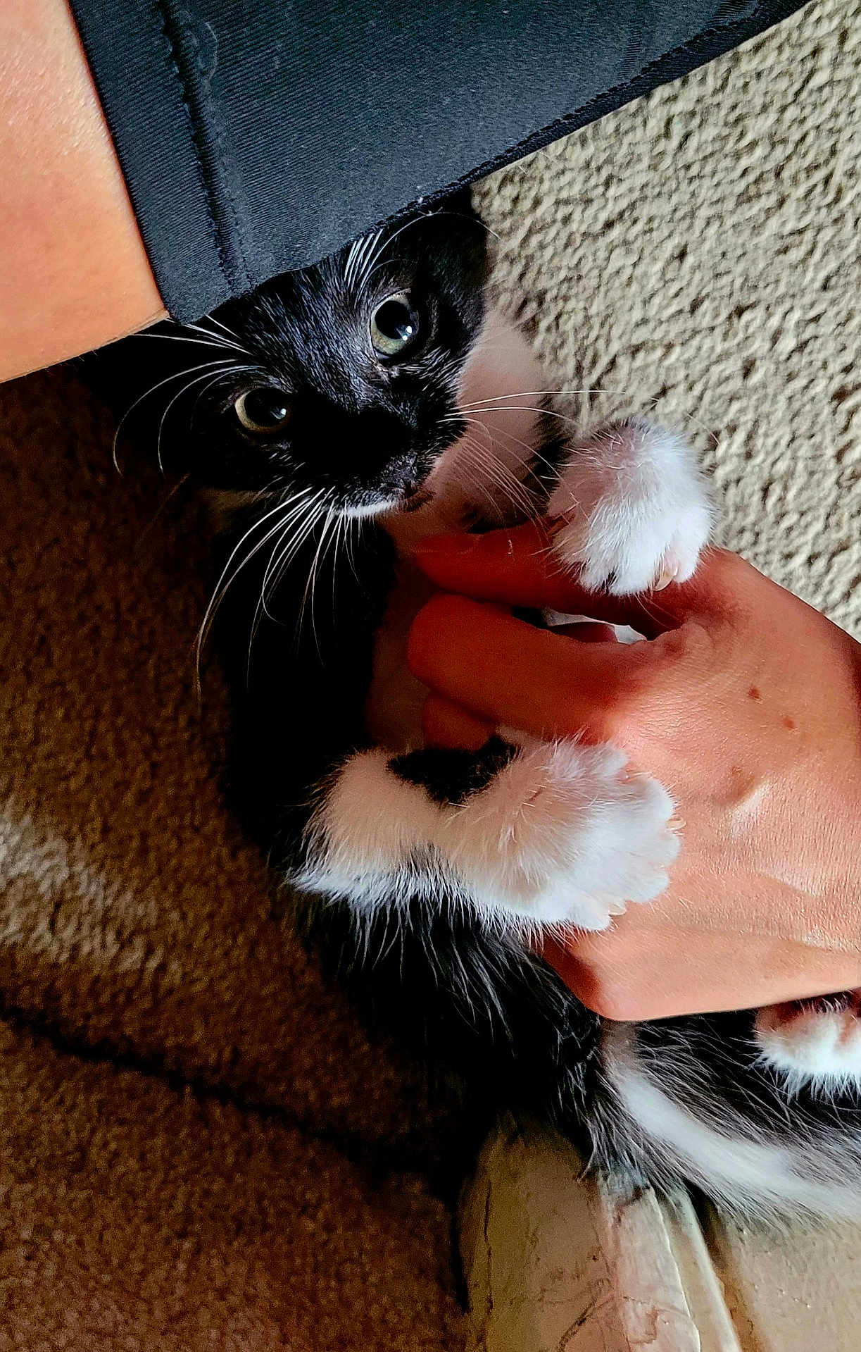 Bambino