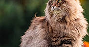 Andrea is registered to the contest to win money with this photo: animal, background_blur, calm, cat, ears, feline, fluffy, fur, grass, green_eyes, majestic, mammal, nature, outdoor, pet, portrait, sitting, soft_light, tabby, whiskers