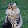 animal, cat, cute, daylight, ears, fluffy, fur, grass, green, long_hair, mammal, nature, outdoor, pet, profile, relaxed, sitting, tabby, tail, whiskers