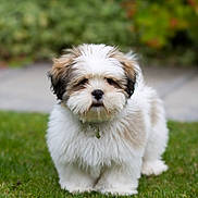 Leon is registered to the contest to win money with this photo: adorable, animal, background, canine, cute, dog, fluffy, fur, garden, grass, greenery, leaf, nature, outdoor, pet, portrait, puppy, small, walking, young