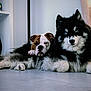 animal, black_and_white, blue_eyes, brown_and_white, bulldog, companions, cute, dog, floor, fluffy, friendly, fur, husky, indoor, laying_down, pet, portrait, relaxed, resting, two_dogs