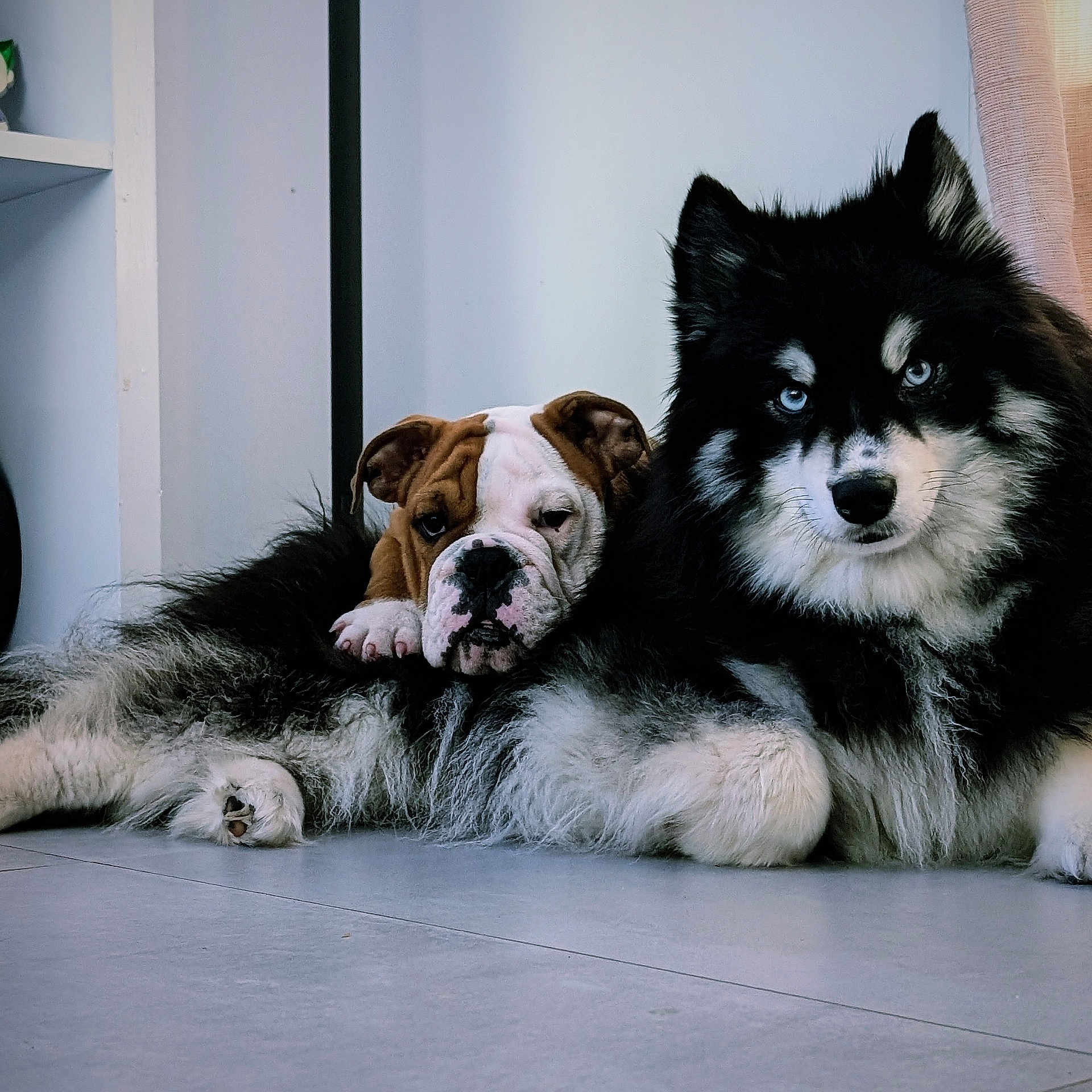 Timon Et Albert