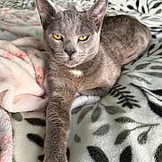Niko joined the competition — help win amazing prizes! animal, bed, blanket, cat, cozy, cute, domestic_cat, ears, feline, fur, gray_cat, indoor, paw, pet, relaxed, resting, sleepy, soft, whiskers, yellow_eyes