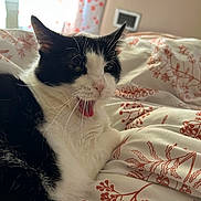 Oreo joined the competition — help win amazing prizes! cat, black_and_white, yawning, bedspread, floral_pattern, indoor, pet, feline, whiskers, relaxed, window, curtains, cozy, fur, animal, close_up, resting, domestic_cat, home, soft_light