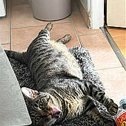 Chipie participe au concours pour gagner de l'argent avec cette photo : animal, bottle, cat, cozy, door, doorway, feline, floor, home, indoor, pet, plant, potted_plant, relaxed, rug, surprised, tabby, tile_floor, tongue_out, wide_eyes