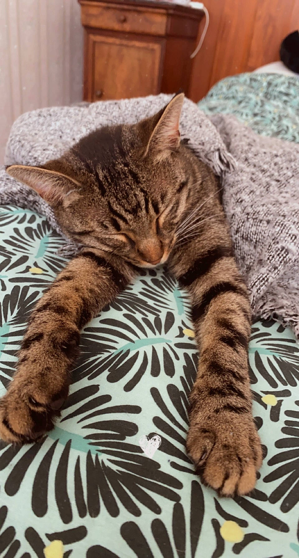 Chipie participe au concours pour gagner de l'argent avec cette photo : carnivore, cat, claw, close_up, comfort, domestic_short_haired_cat, eye, fawn, felidae, foot, fur, linens, pattern, paw, small_to_medium_sized_cats, snout, tail, terrestrial_animal, whiskers, wildlife