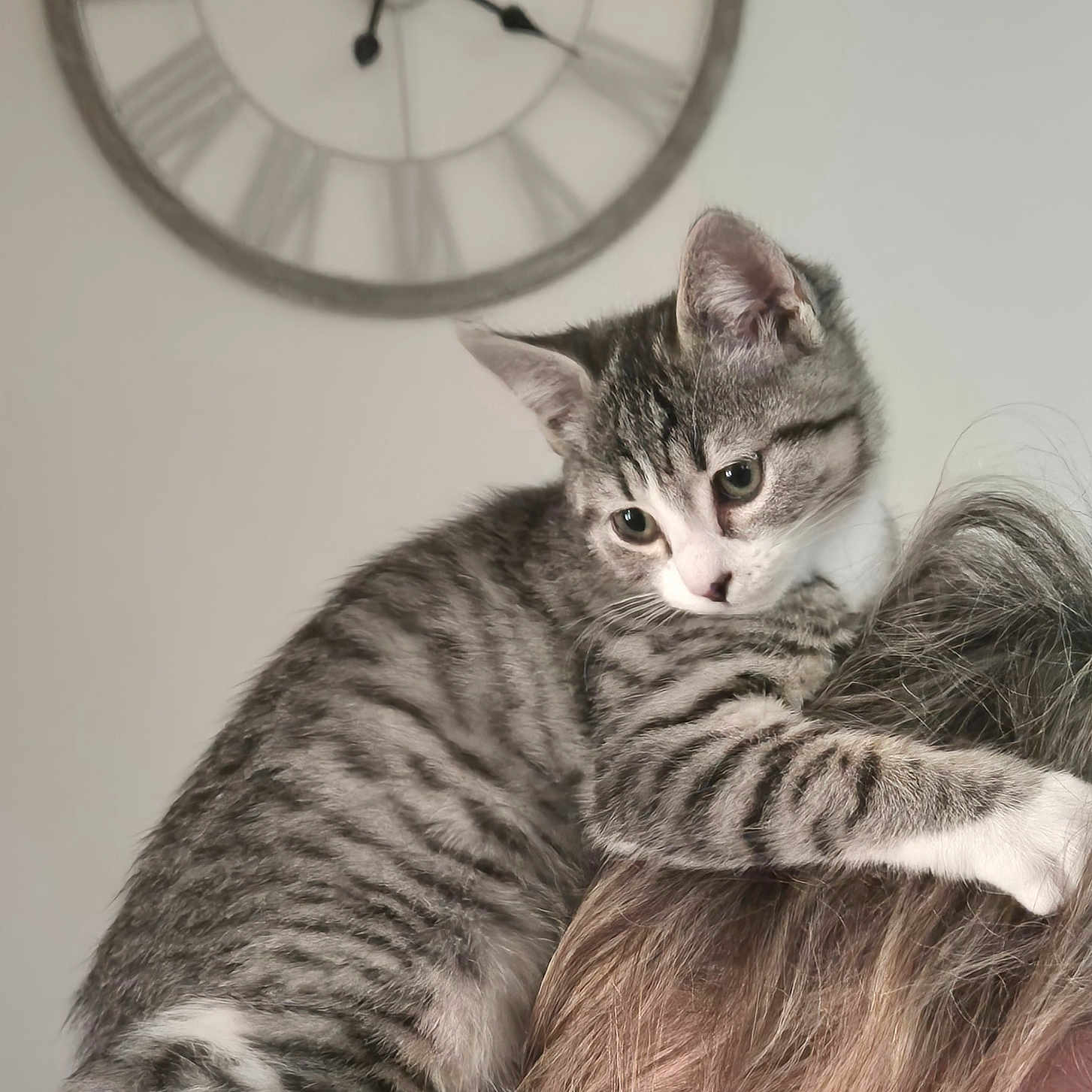 Balou a rejoint le concours — aidez-le/la à gagner de superbes lots ! abyssinian, analogclock, animal, architecture, building, cat, clock, face, head, indoors, kitten, machine, manx, person, pet, photography, portrait, sleeping, wallclock, wheel