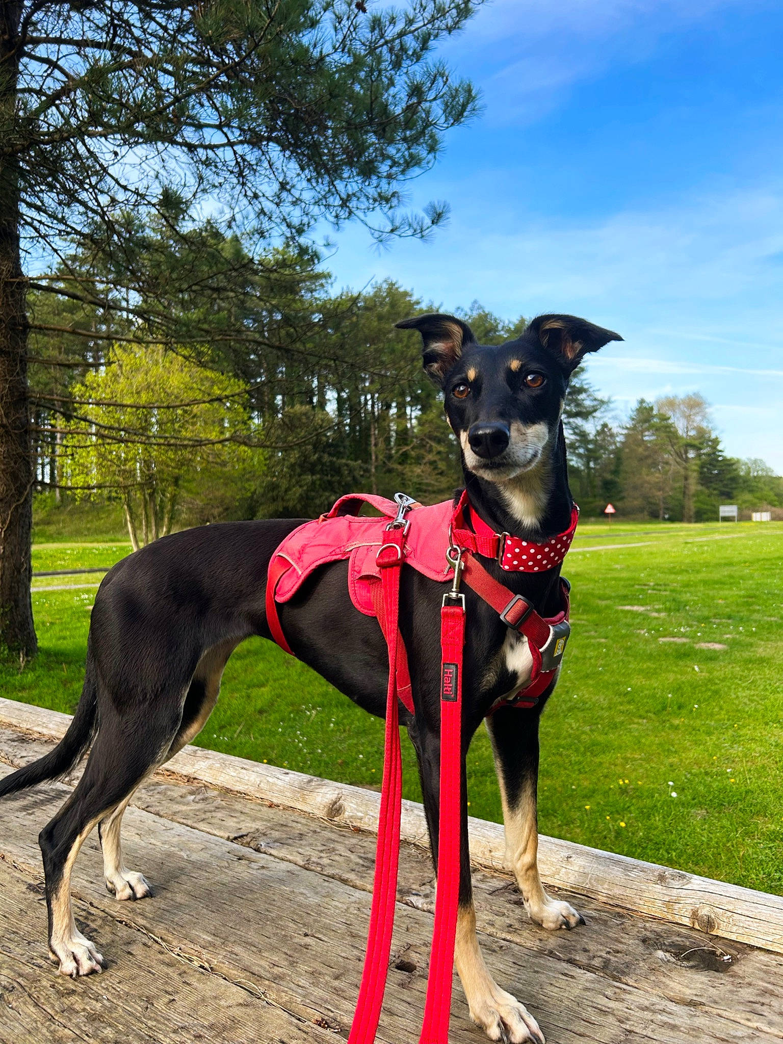 Connie is registered to the contest to win money with this photo: canidae, carnivore, cloud, collar, companion_dog, dog, dog_breed, dog_collar, dog_sports, dog_supply, fashion_accessory, fawn, pet_supply, plant, rampur_greyhound, sky, snout, sporting_group, tree, working_animal