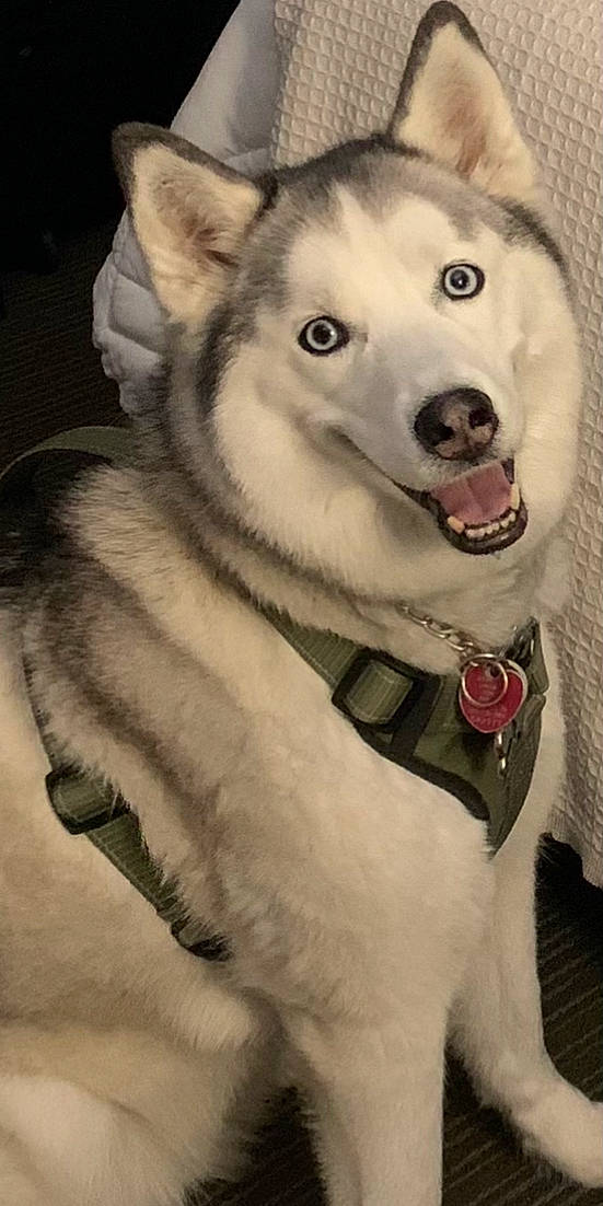 Kylie joined the competition — help win amazing prizes! canidae, canis, carnivore, companion_dog, dog, dog_breed, fang, flash_photography, fur, grey, jaw, siberian_husky, sled_dog, snout, sporting_group, terrestrial_animal, whiskers, wolf, working_animal, working_dog