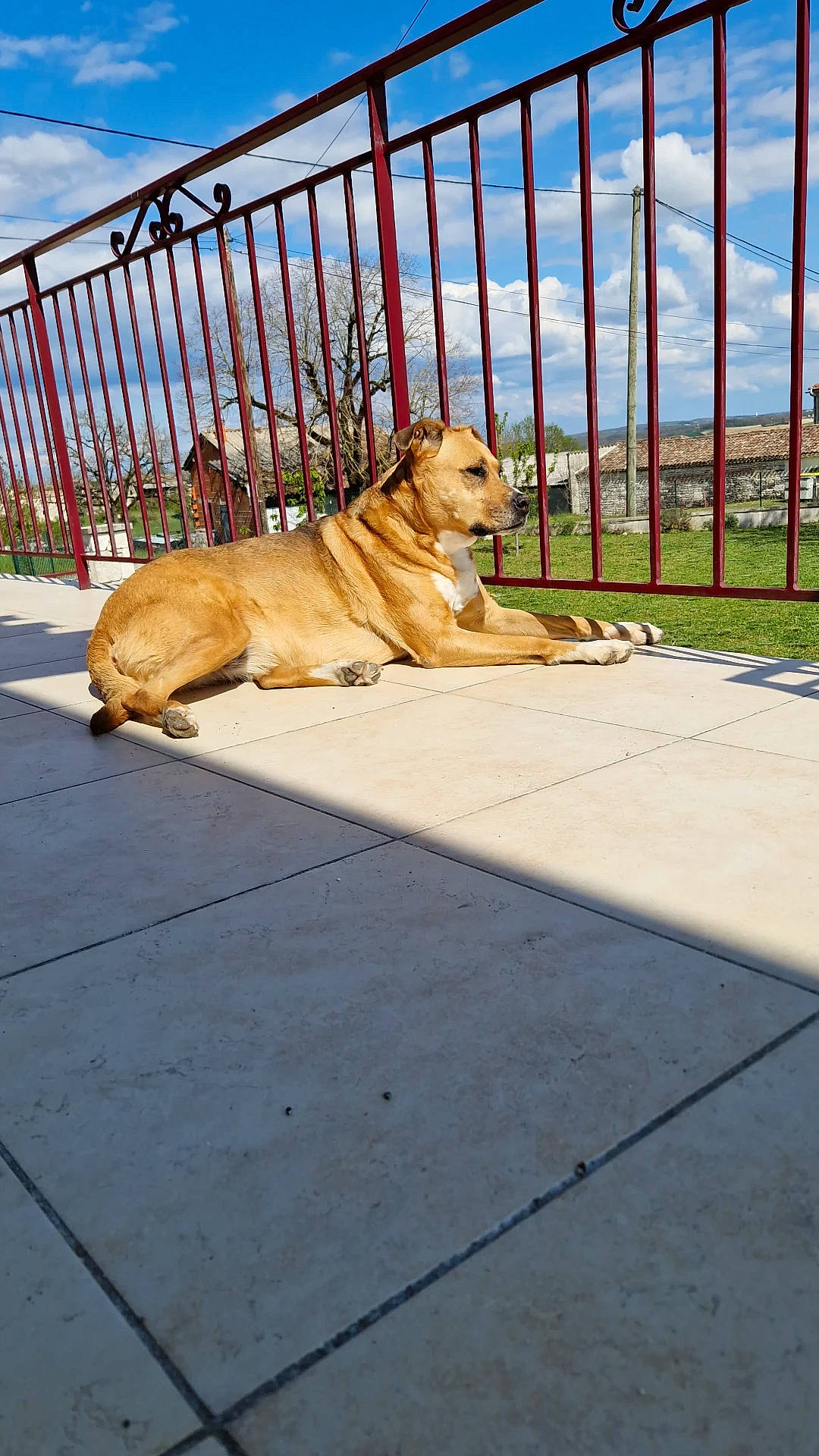 Zora participe au concours pour gagner de l'argent avec cette photo : asphalt, canidae, carnivore, cloud, companion_dog, dog, dog_breed, fawn, fence, flooring, landscape, metal, road_surface, sidewalk, sky, snout, sporting_group, terrestrial_animal, walkway, wood