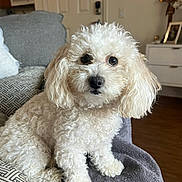 Leila is registered to the contest to win money with this photo: dog, white_dog, curly_fur, pet, indoor, couch, blanket, living_room, furniture, cozy, animal, companion, curious, sitting, small_dog, fur, cute, domestic_animal, household, portrait