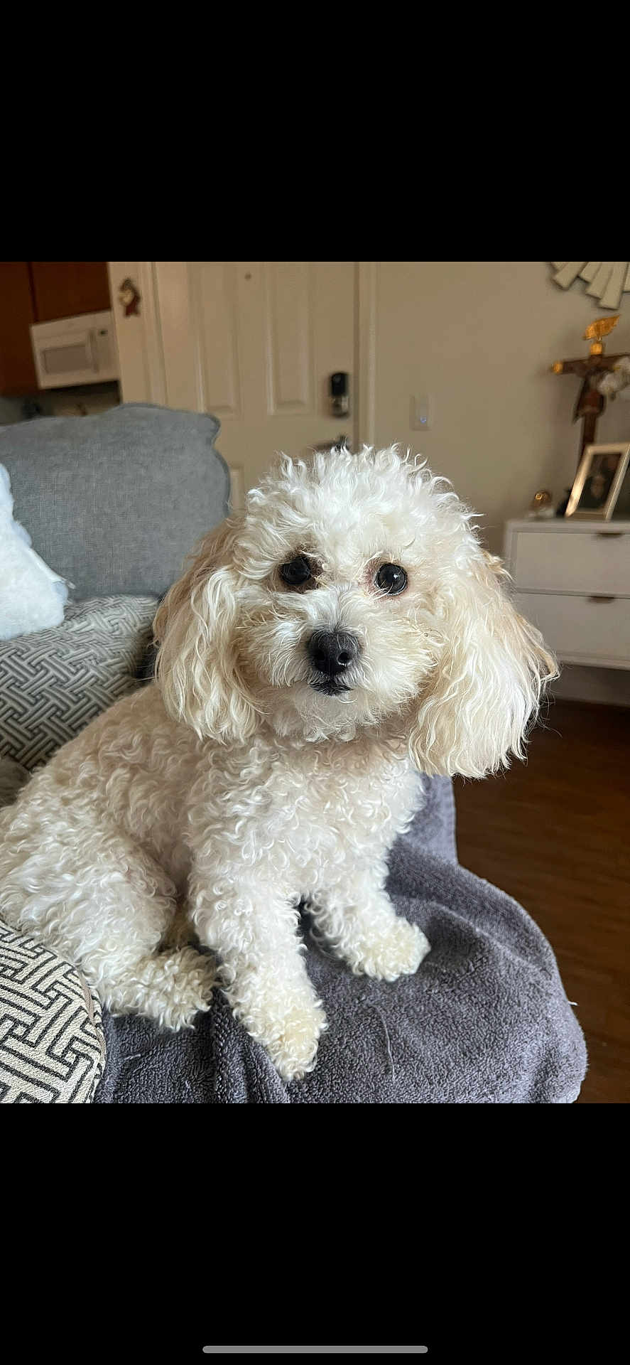 Leila is registered to the contest to win money with this photo: dog, white_dog, curly_fur, pet, indoor, couch, blanket, living_room, furniture, cozy, animal, companion, curious, sitting, small_dog, fur, cute, domestic_animal, household, portrait