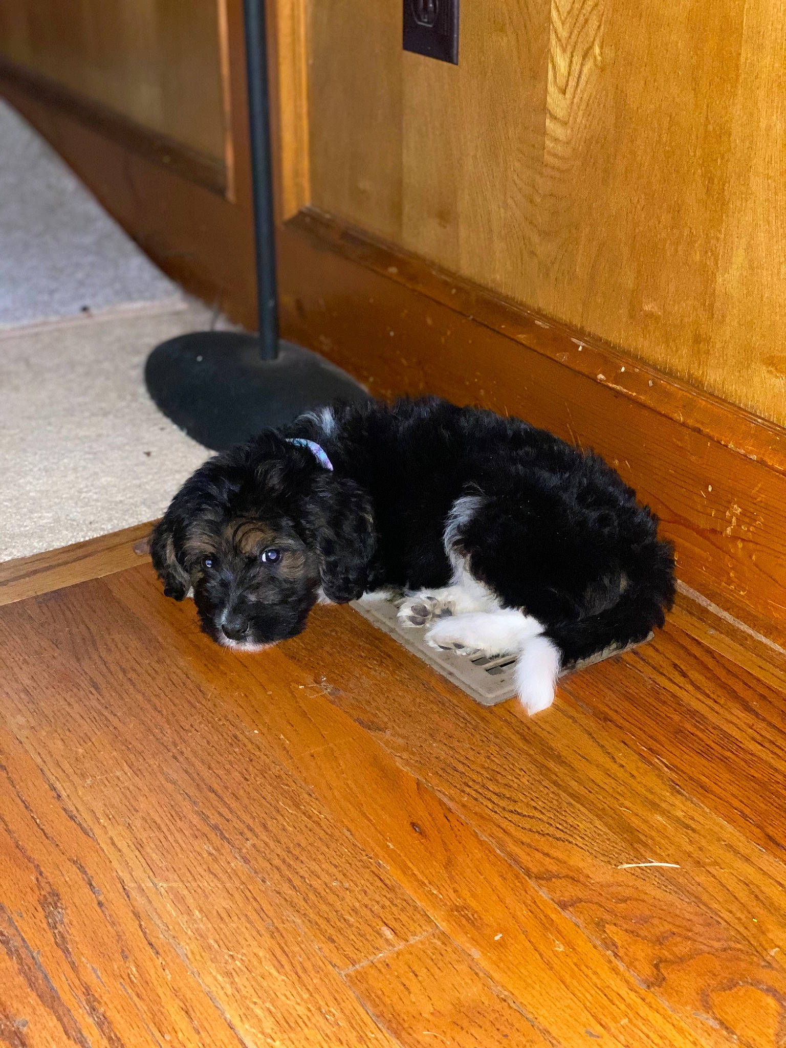 Winnie joined the competition — help win amazing prizes! bolonka, canidae, carnivore, cavapoo, cockapoo, dog, dog_breed, floor, portuguese_water_dog, puppy, schnoodle, sporting_group