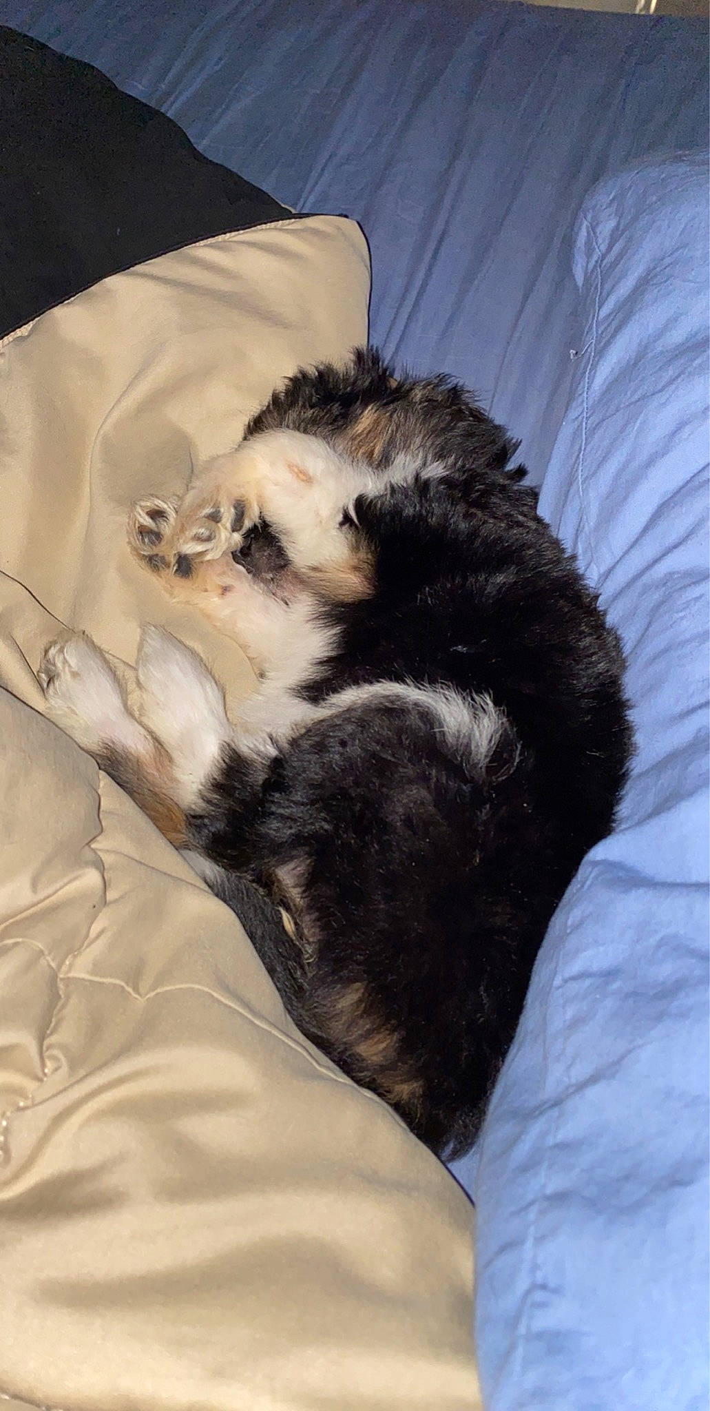 Winnie is registered to the contest to win money with this photo: canidae, carnivore, cat, claw, ear, felidae, fur, kitten, paw, sleep, small_to_medium_sized_cats, tail, whiskers