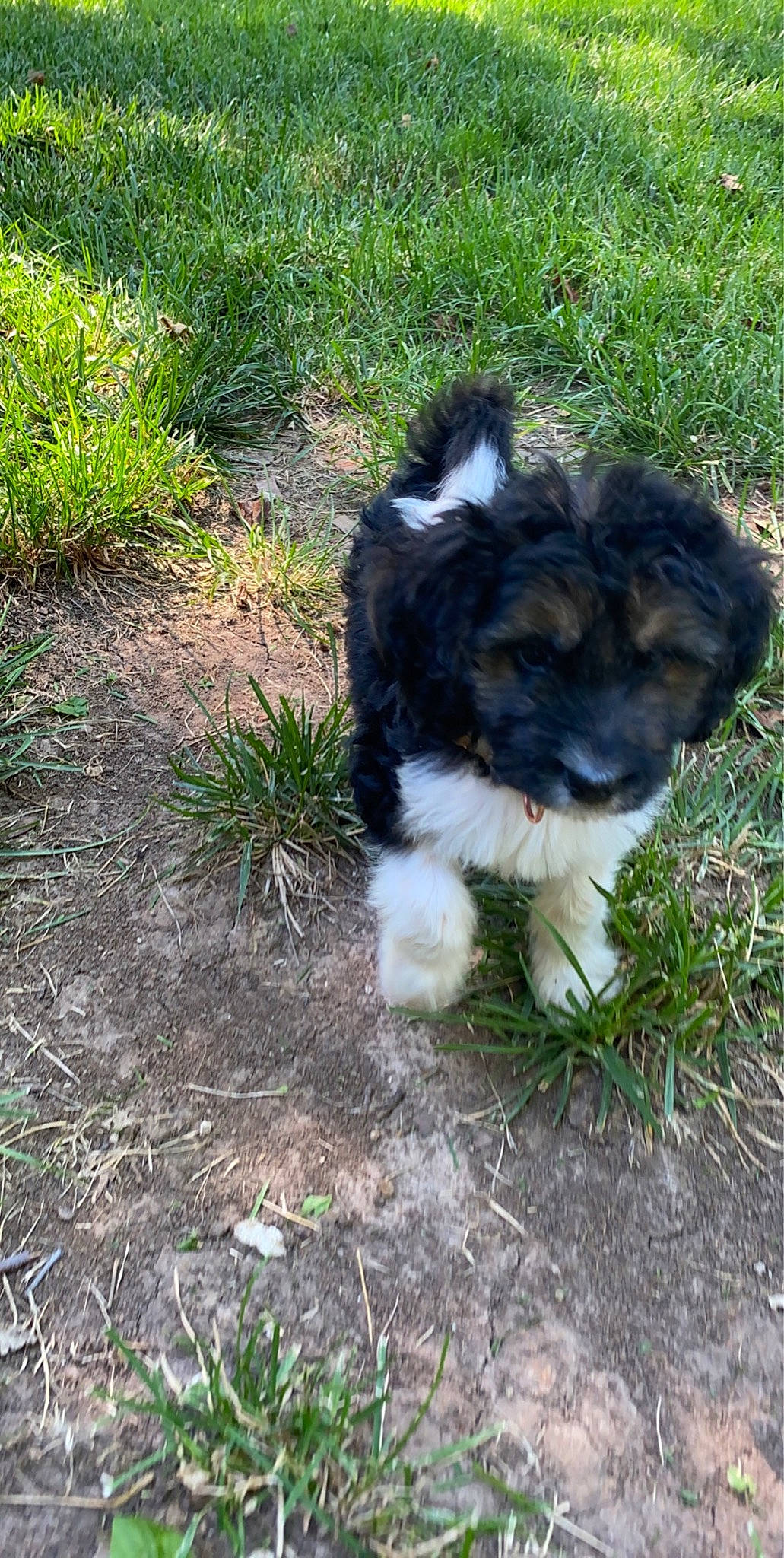 Winnie is registered to the contest to win money with this photo: canidae, carnivore, chinese_imperial_dog, companion_dog, dog, dog_breed, havanese, karakachan_dog, lhasa_apso, mammal, puppy, shih_tzu, sporting_group, tibetan_terrier