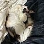 cat, sleeping, fluffy, white, black, fur, paw, blanket, bed, sheet, cozy, resting, cute, animal, pet, domestic, relaxed, indoor, soft, feline