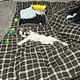 Hunny is registered to the contest to win money with this photo: kitten, cat, bed, blanket, checkered_pattern, folded_towels, toy_balls, toy_mouse, indoor, cozy, sleepy, pet, fur, white_cat, resting, soft, domestic, cute, relaxed, feline