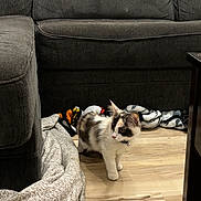 Hunny is registered to the contest to win money with this photo: kitten, cat, pet, indoor, floor, blanket, couch, furniture, curious, young, domestic, fur, whiskers, collar, home, living_room, wood_floor, cute, small, animal