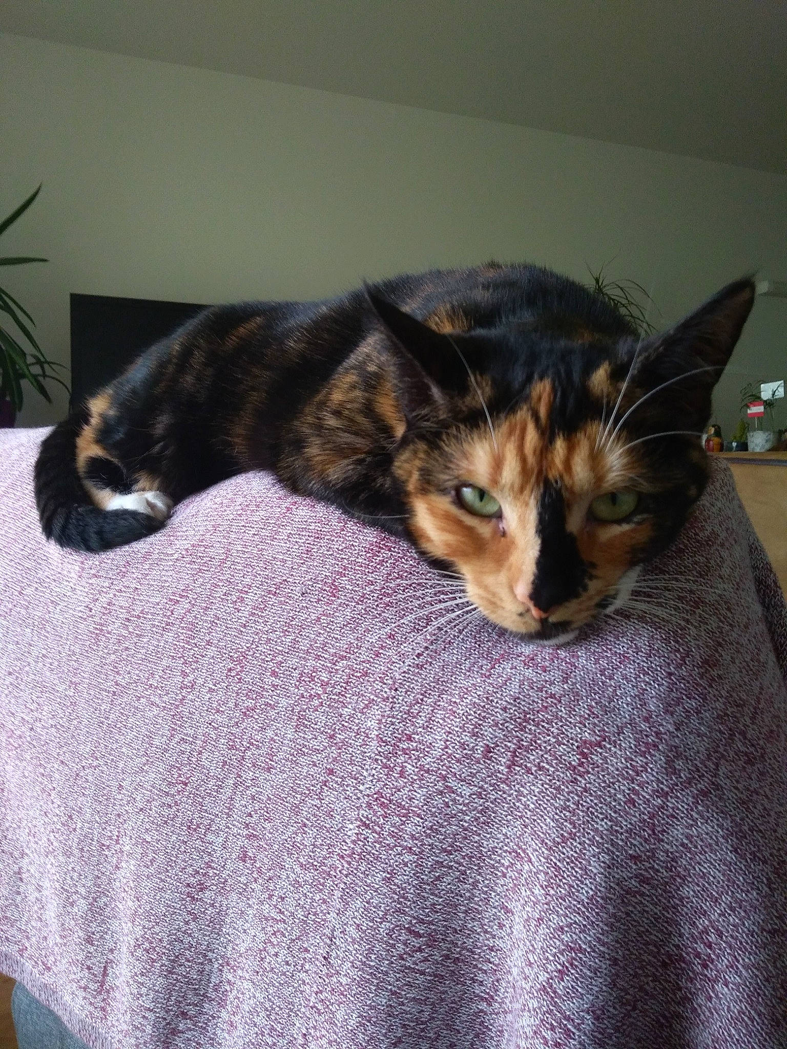 Sky participe au concours pour gagner de l'argent avec cette photo : carnivore, cat, comfort, domestic_short_haired_cat, felidae, fur, houseplant, linens, mammal, nap, plant, small_to_medium_sized_cats, tail, textile, whiskers